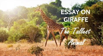 Essay on Giraffe for Students and Kids: The Tallest Animal