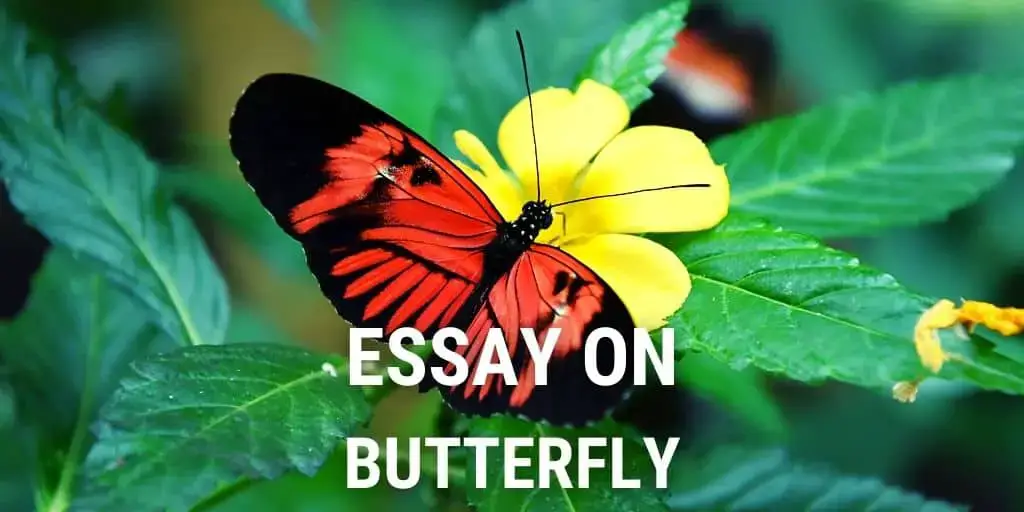 i am a butterfly essay