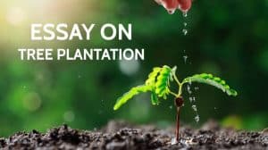 Essay on Tree Plantation for Students in 1000 Words
