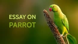 write a short essay on parrot