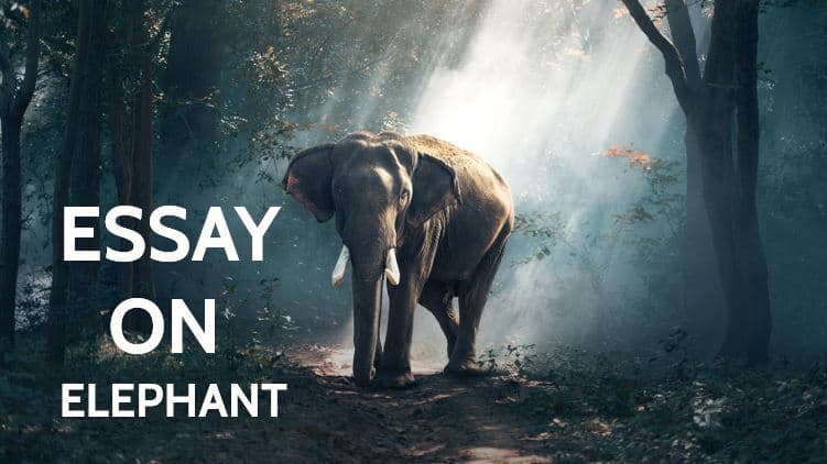 Essay on Elephant for Students and Children in 1000 Words