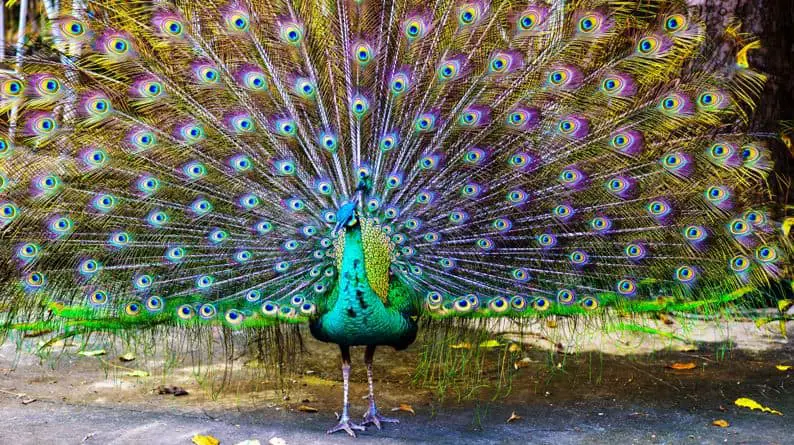 Essay on Peacock for Students and Children in 700 Words