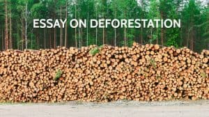 Essay on Deforestation for Students and Children in 1000 Words