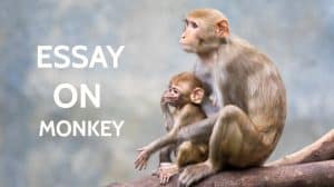 Essay on Monkey for Students and Children in 900 Words