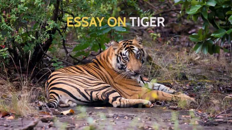 Essay on Tiger for Students and Children