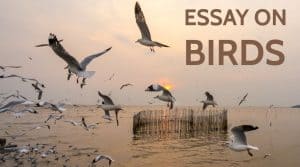 Essay on Birds for Students and Children in 1000+ Words