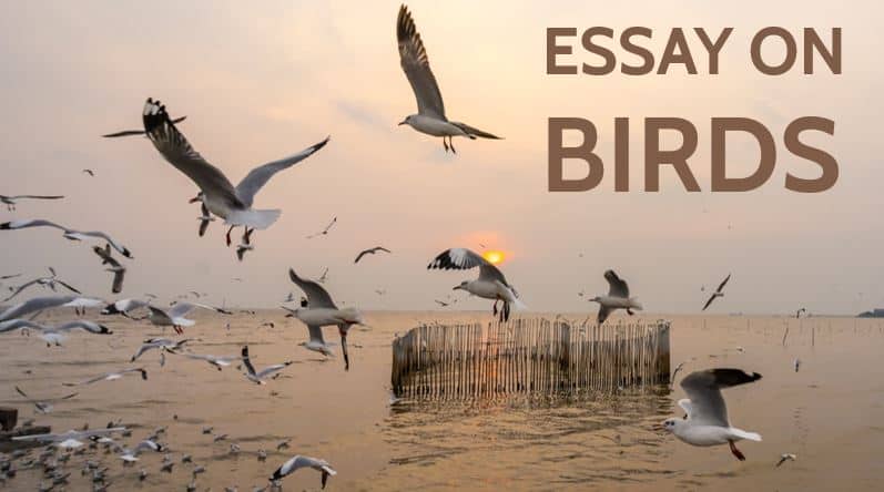 Essay On Birds For Students And Children In 1000 Words