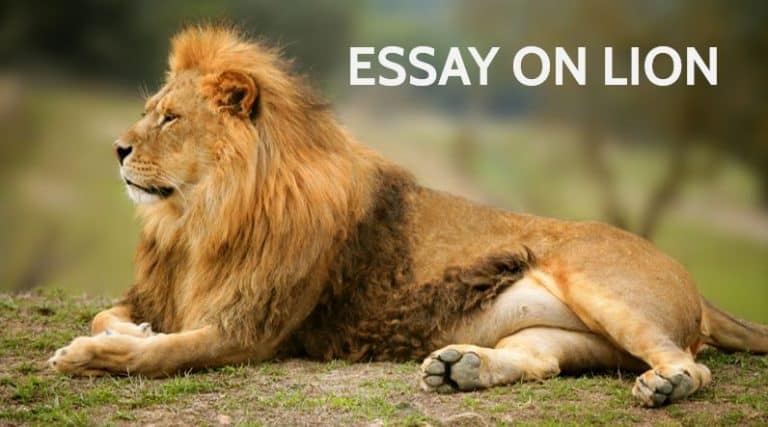 write an essay about the lion