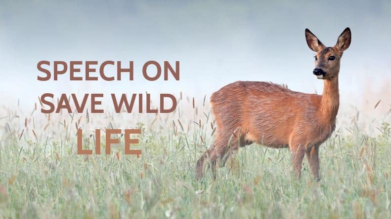 Speech on Save Wild Life for Students & Children in 500+ Words